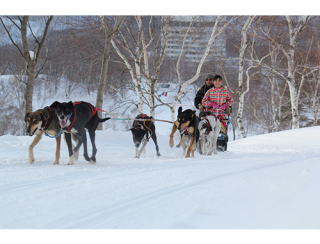 dog sledding attraction in Honshu