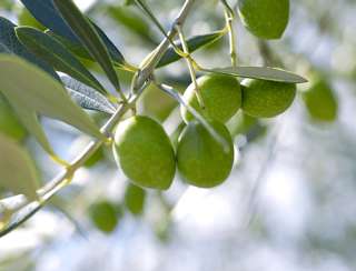 olives in Shodoshima Island situated in the calm Seto Inland Sea