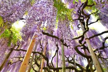 Purple wisteria flowers at Ashikaga Flower Park, Tochigi Prefecture