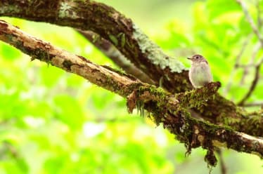 Bird-Watching in Tama