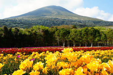 Hachijojima Freesia Festival