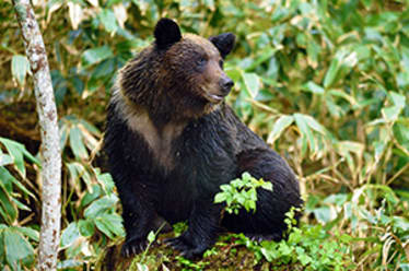 Wildlife Watching in Shiretoko