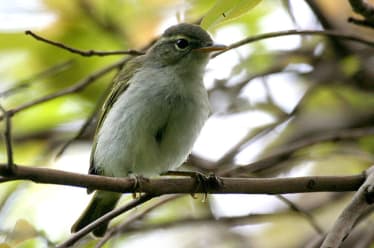 Bird-Watching on the Izu Islands