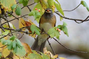 Bird-Watching in Togakushi