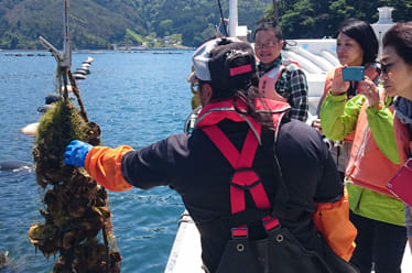 Kesennuma Oyster Farm Tour