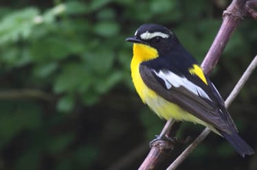 Bird-Watching on Tobishima Island