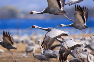 See the Cranes at Rest in Izumi