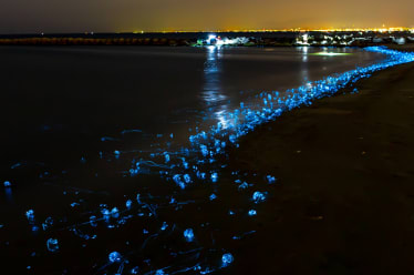 Hotaru Ika (Firefly squid) boat tour