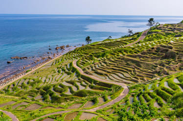 Rice Planting Experience in Shiroyone Senmaida