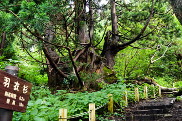 Hiking the Osado Ishina Natural Cedar Forest