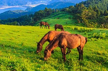 The Wild Horses of Cape Toi