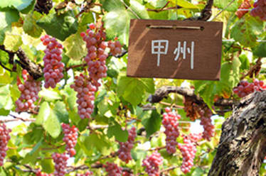 Winery Hopping in Koshu