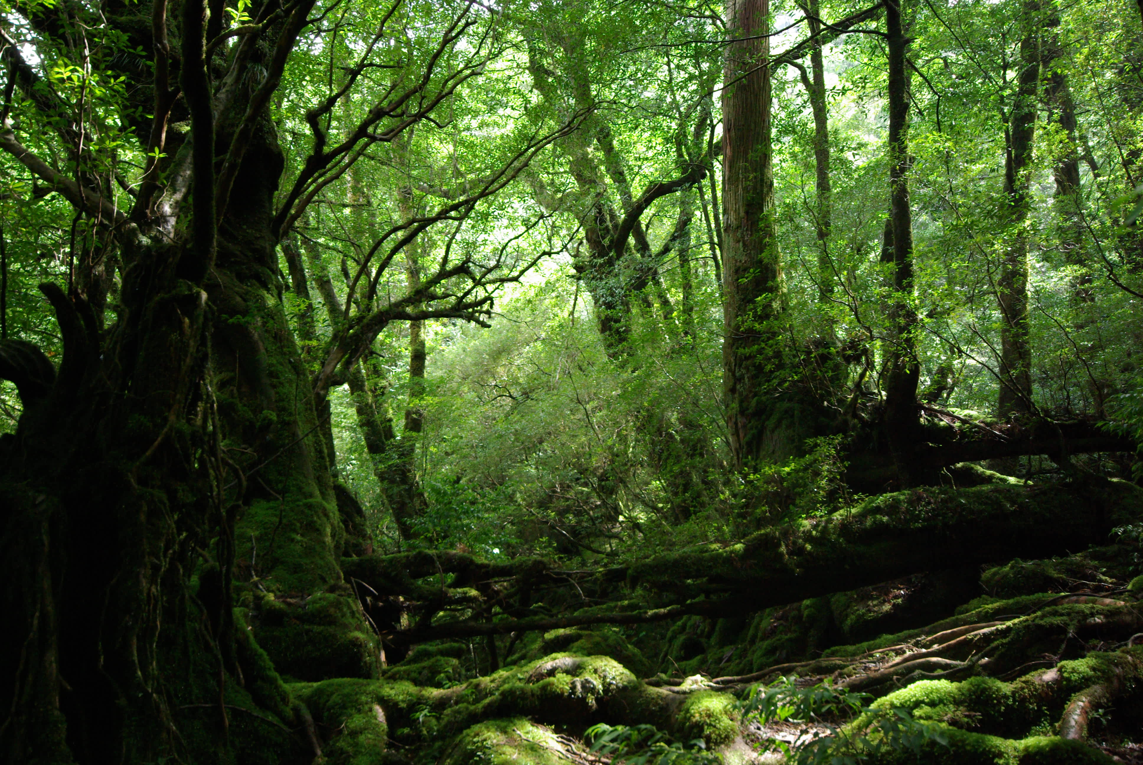 Shiratani Unsenkyo - der Ghibli Mononoke Wald auf Yakushima