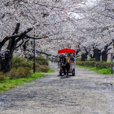 tour travel di jepang