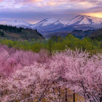 japan rail pass travel agency