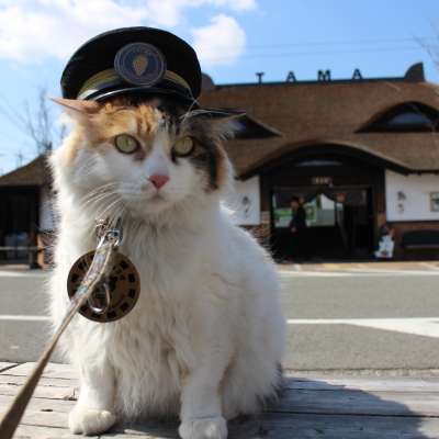 The Cat Stationmaster of Kishi Station The Cat Stationmaster of Kishi Station