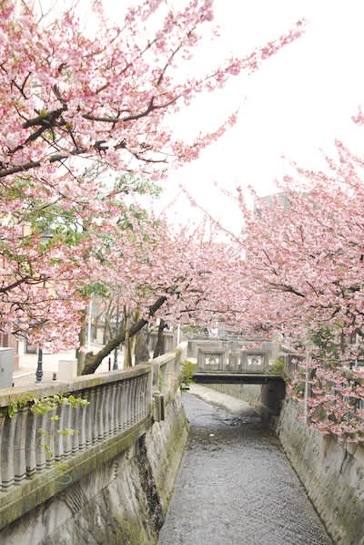 Cherry blossom in winter top