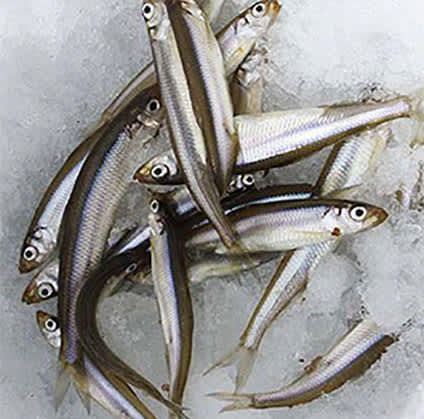 smelt fish on a frozen HIBARA lake