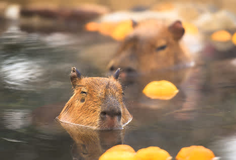 Capybaras enter in onsen hot springs