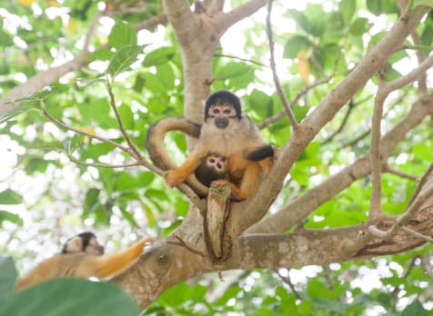 squirrels at Yaima Village