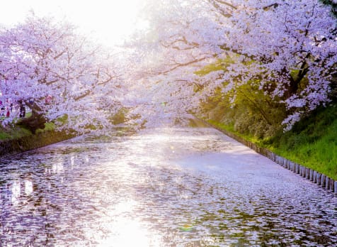 Hirosaki Park Cherry Blossom-SPR