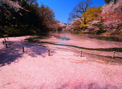 Inokashira Park-cherry blossom