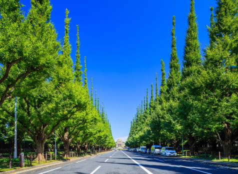 Icho Namiki Ginkgo Avenue