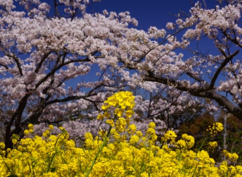 kinugasa yama park