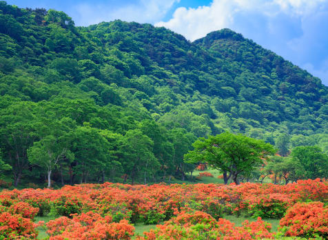 Mt. Akagi-yama Area