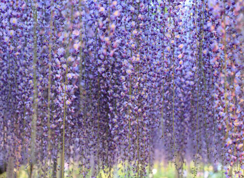 Ashikaga Flower Park-SPR