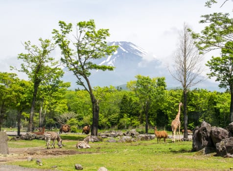 Fuji Safari Park