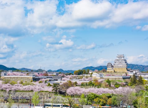 Himeji castle cherry blossom