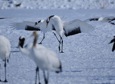 Cranes in the Kushiro Marshlands