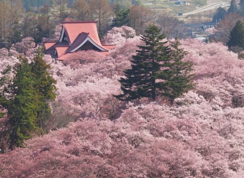 Takato Cherry Blossom Festival