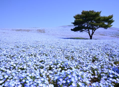 Nemophila & Kochia at Hitachi Seaside Park