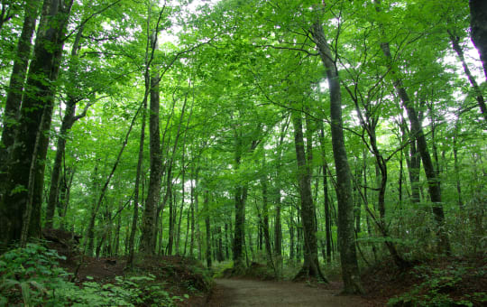 Grün belaubter Wald in den Shirakami-Bergen, perfekt zum Waldbaden