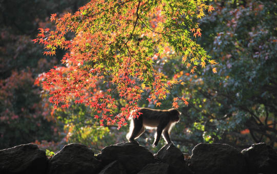 Mt. Takasaki Wild Monkey Park