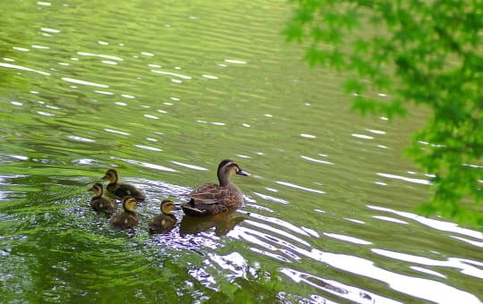 Izumi Nature Park