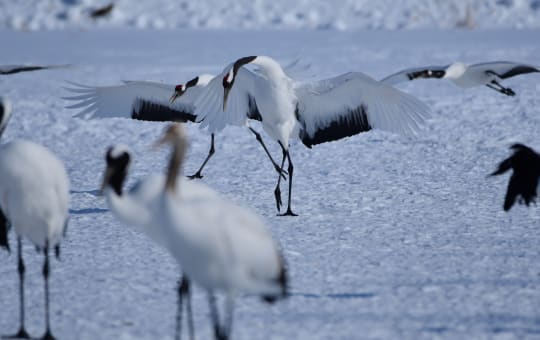 Cranes in the Kushiro Marshlands