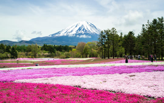 fuji five lakes