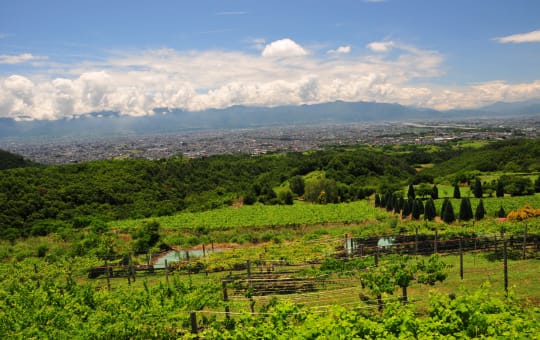 Suntory Tominooka Winery