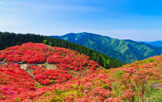 mt. katsuragi