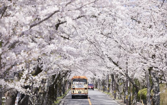 Bus driving along a street of Sakura