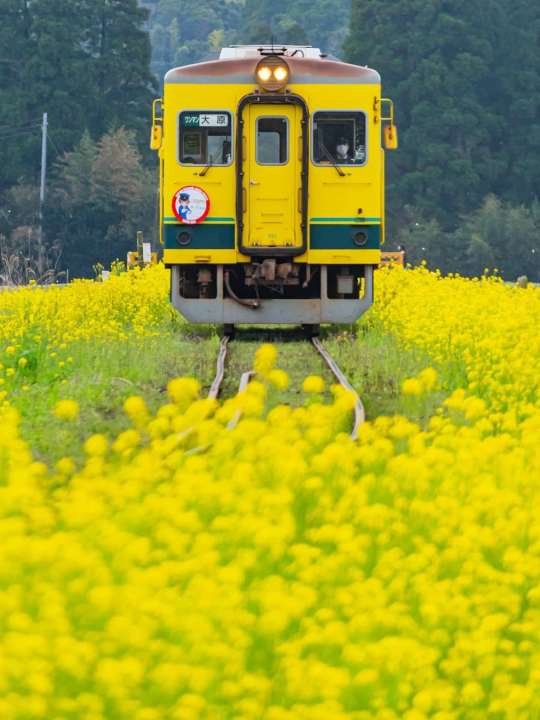 Cảm nhận mùa xuân Nhật Bản trọn vẹn qua 5 sắc hoa