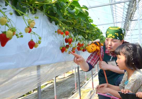 strawberry in Iga no Sato Mokumoku Tezukuri Farm