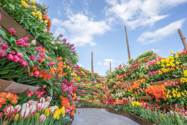 Spring Festivals in Japan | Blog | Travel Japan (Japan National Tourism ...