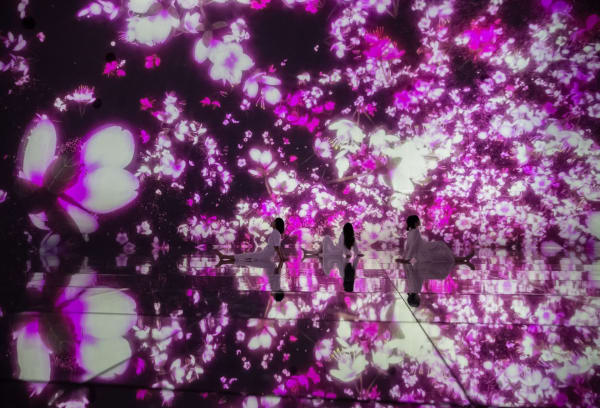 Cherry Blossoms transform teamLab Planets in Tokyo