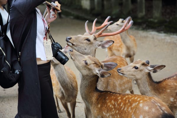 Animal Experiences in Japan | Travel Japan | JNTO