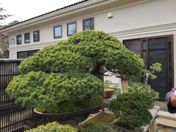 Tree House Bonsai: Bonsai Garden in Japan