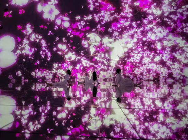 Cherry blossoms transform teamLab Planets TOKYO